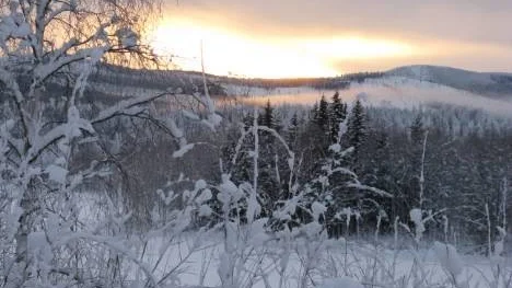 Bredsel ovanför Vidsel,där Varjisån rinner ut i Piteälven. Bakom skogen dånar Storforsen fram trots snö, is och sträng kyla.