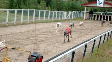 På söndag är det dags för säsongens första och enda tävling på hundkappbanan i Älvsbyn. Då går Kanis Elit, före detta Elitloppet, av stapeln. (Arkivbild)