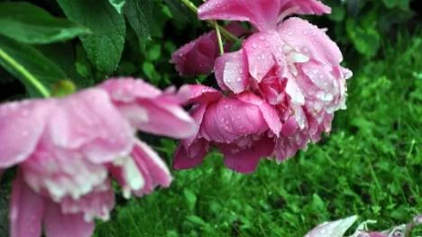 Grannens blommande pion efter regnet.