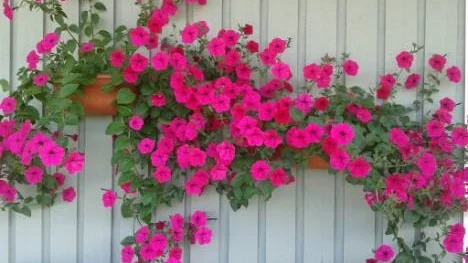 Sommarblomster på Pitholm.