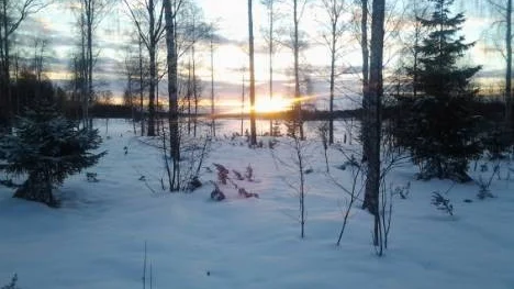 Solen börjar tränga sig fram mellan träden. Fotot taget en bit från hamnen i Rosvik.