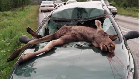 I Norrbotten är risken liten att krocka med vilt i jämförelse med övriga Sverige.