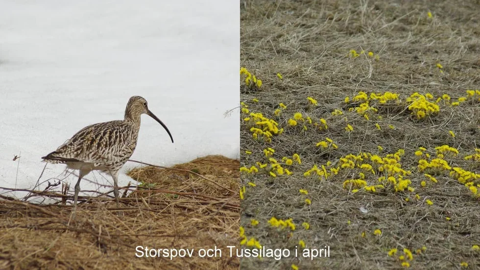 Ett par glädjande vårtecken.