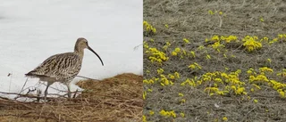 Läsarbilden: Vårtecken