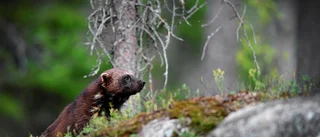 Sameby vill skyddsjaga järv – får nej av länsstyrelsen