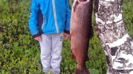 STORÖRING. Sexårige Anton Nilsson fick hjälp av pappa Joakim när han skulle dra upp den här öringen på 5.330 gram.