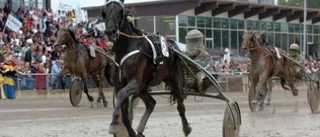 Piteåhäst trea i Sto-championatet