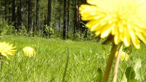 Vackert ogräs.