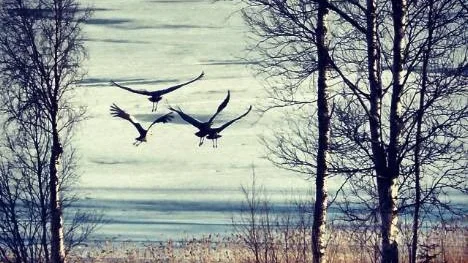 Fyra tranor på besök i Järvträsk.