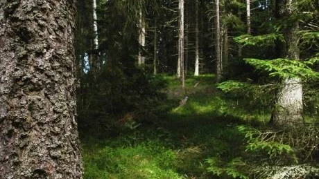 HÄR BOR INGEN. Kommunerna i Norrbotten måste bli bättre om folk ska bosätta sig där.