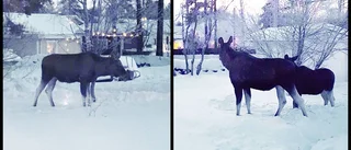 Varning: Älgarna tillbaka