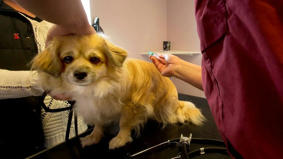 Hunden undersöktes av en veterinär. Observera att bilden är en arkivbild och hunden har ingenting med artikeln att göra.