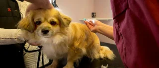 Försökte slå ihjäl hund med sten