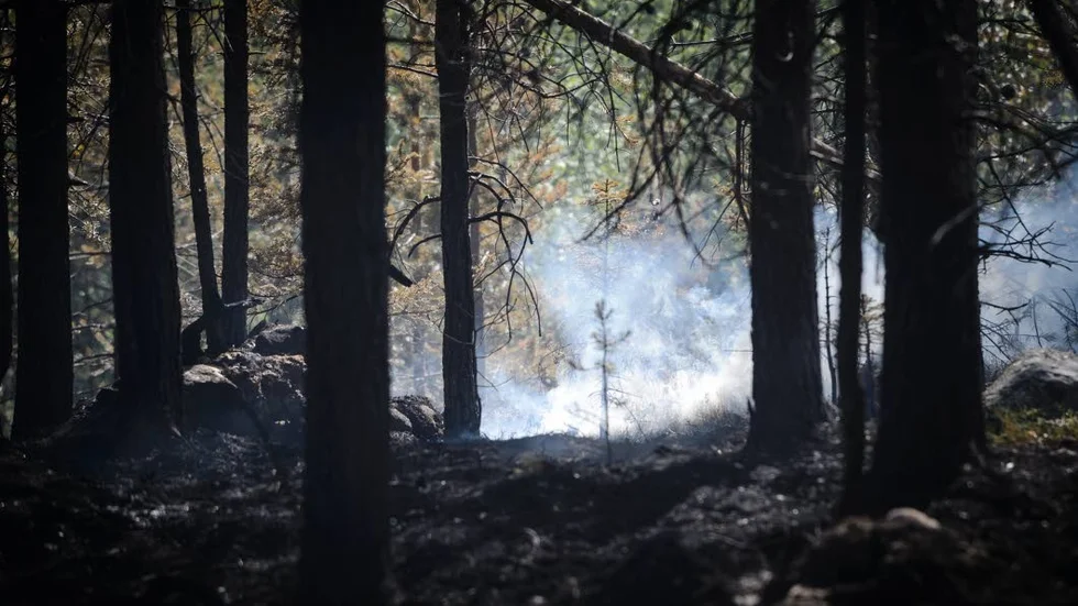 Sommarens bränder drabbade skogsbruket i länet hårt.