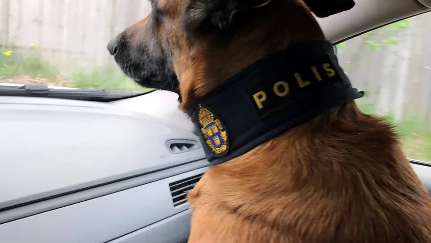 Det varken polismän eller en polishelikopter lyckades med löste polishunden Nero. Han spårade upp en berusad man som kört ned ett vajerräcket och sedan gömt sig i vägtrumma.