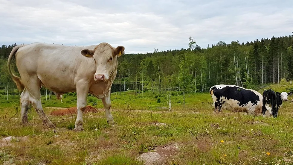 De naturbetande djuren är snart en allt ovanligare syn på vår landsbygd då antalet bönder sjunker i en rasande takt. En ny undersökning visar dock ett stort förtroende för de svenska bönderna. Foto: Morgan Karlsson