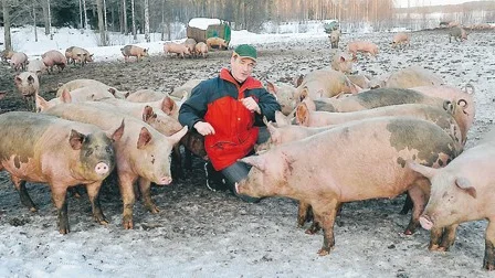 Håkan Jonsson ser optimistiskt på framtiden igen, efter en hård tid. Nu väntar 280 utegrisar på slakt. "Det känns skönt att komma igång igen."