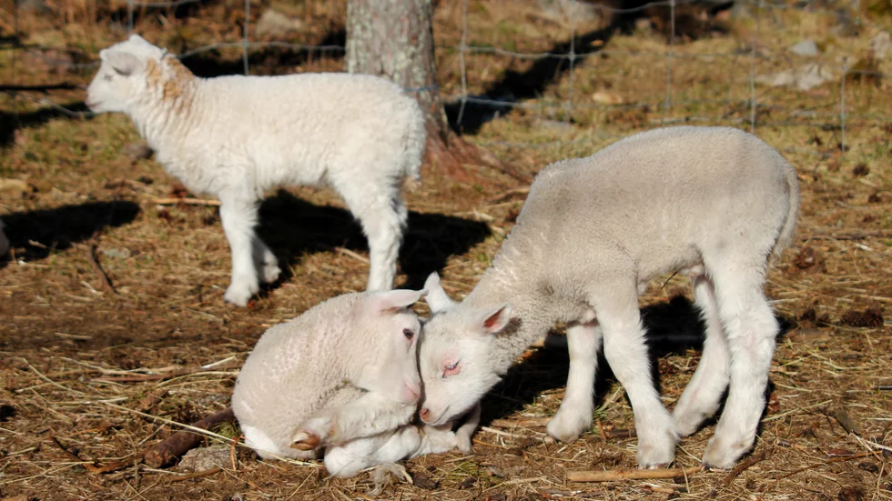 Små lamm kan värma själen.