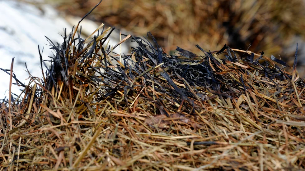 Elden riskerar att spridas mycket snabbt i det gula fjolårsgräset. Arkivbild.