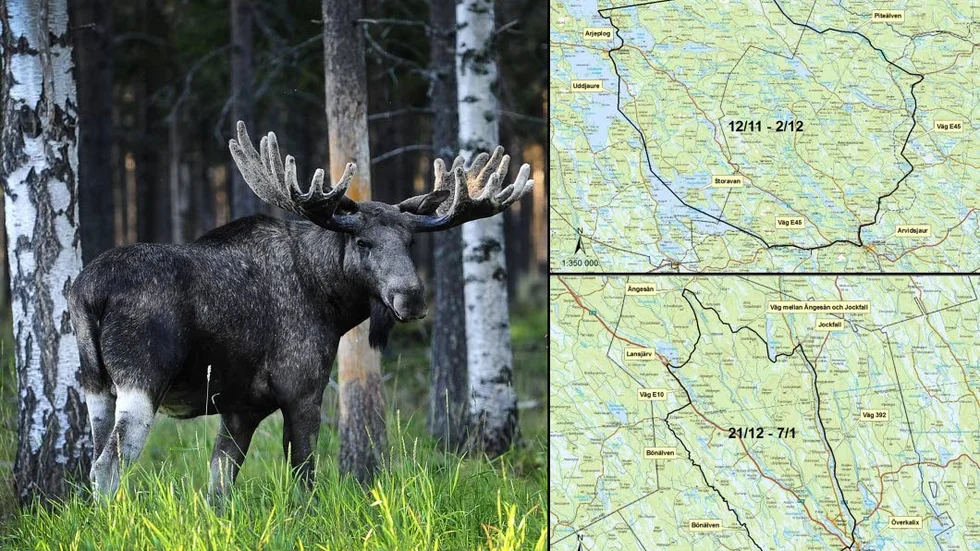 Så blir älgjakten i Norrbotten. Kartorna visar de jakttidsfönster som länsstyrelsen beslutat om.