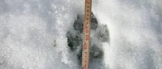 En varg i Sunnersta?