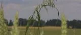 Flyghavre kan spridas vid ridning
