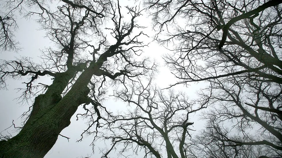 Ekar. Gamla träd är viktiga för den biologiska mångfalden och i Kalmarnäs naturreservat har Upplandsstiftelsen gjort insatser för att gynna gammelträden.
