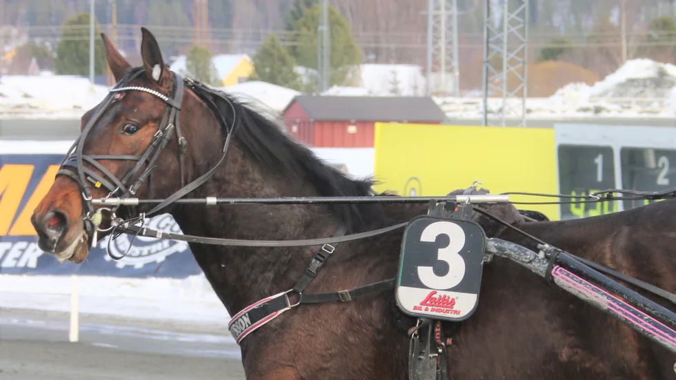 3-årige The Last Dying Beath kan vara Bodentravets nye stjärna. Hästen har lekt hem tre raka segrar i händerna på Hanna Olofsson.