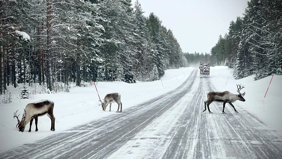 Tre olyckor har där personbilar har kolliderat med renar har inträffat på onsdagseftermiddagen och tidigt under kvällen. Bilden är tagen vid ett annat tillfälle.