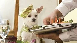 Ingen vidare genusdebatt i Chihuahuan från Beverly Hills.