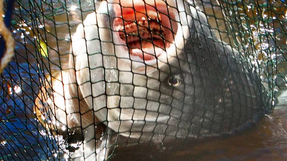 Asp i nätet. Nu finns fisken även i Nedre Dalälven.