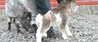Minstingen Goliat charmar alla