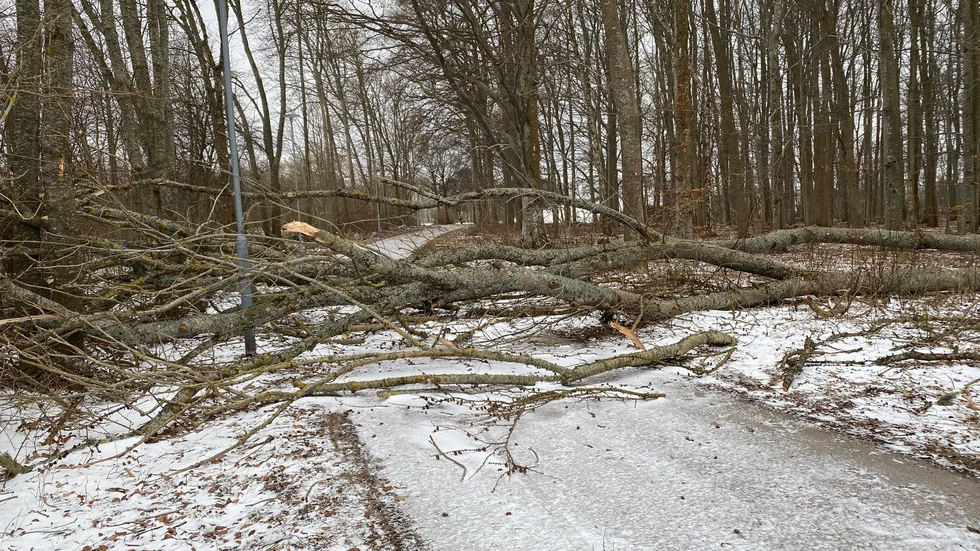 Träden som föll över cykelvägen genom Gråboskogen under helgen. 