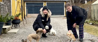Efter hundattacken: "Här har folk pli på sina hundar"