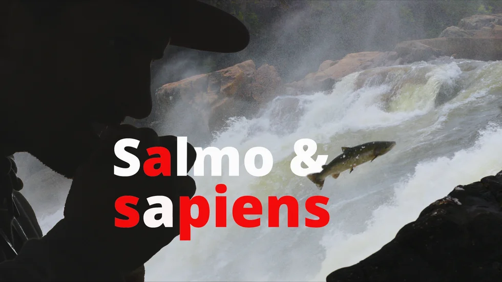 Johan Granstrands dokumentärfilm Salmo och Sapiens.