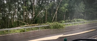 Nedfallna träd på E4 genom Luleå – stopp i trafiken