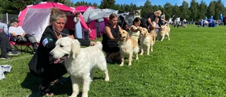 LIVE: Stor hundutställning i Sjulnäs