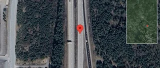 Älg på fel sida av viltstängslet på E4