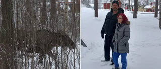 Älgarna tillbaka på Knöppelåsen – sprider oro bland närboende