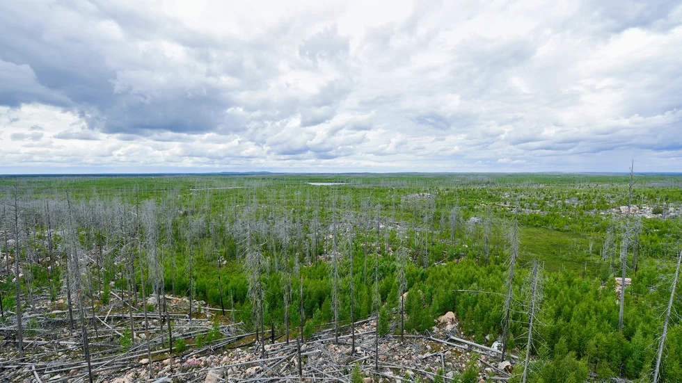Det stora skogsområde som brann ned i Västmanland 2014 är i dag ett naturreservat – Hälleskogsbrännan.