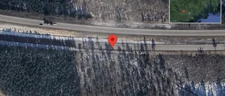 Rådjur på fel sida av viltstängslet på E4