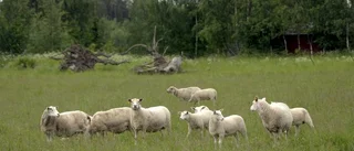 Vargsäkra fårstängsel finns inte