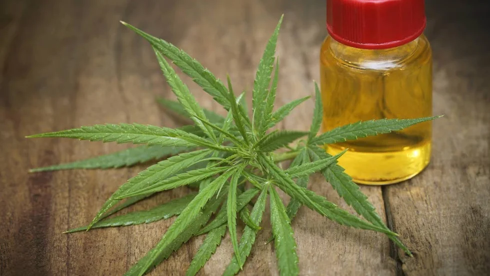 CBD-olja.