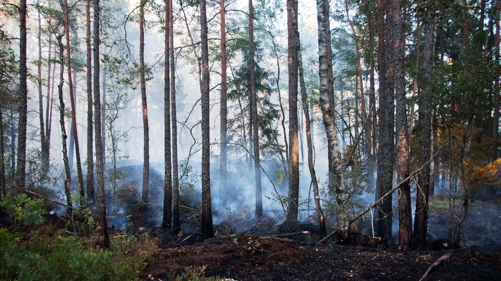 Intill Lunsenskogen söder om Uppsala finns sällsynta baggar, en och annan artnörd samt visioner om storstadsmiljöer.