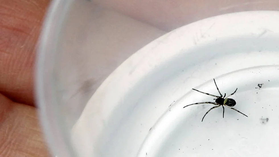 Det finns gott om småkryp i Sjöbo-Knäppans naturreservat.