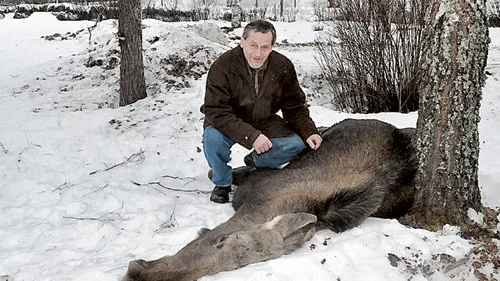 Älgkon sprang in på Stationsgatan och dog på Tomas Anderssons tomt. Länsjaktvårdare Bengt Andersson ska, efter att djuret forslats till en bättre plats, göra en undersökning och skicka delar till SVA, Statens veterinärmedicinska anstalt. Troligen har kon dött av svält.