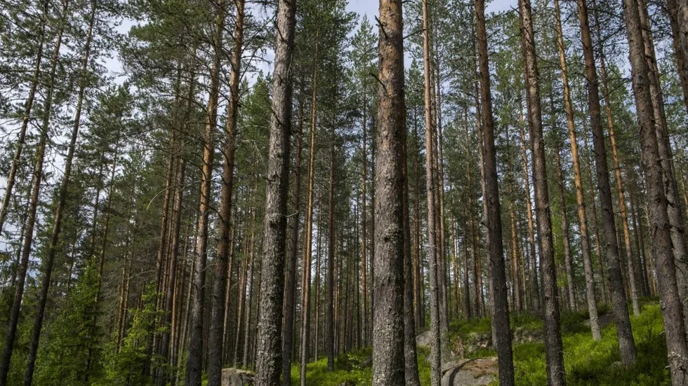 Avverkningsplaner utanför Ankarsrum oroar Naturskyddsföreningen. Bilden tagen på annan plats.
