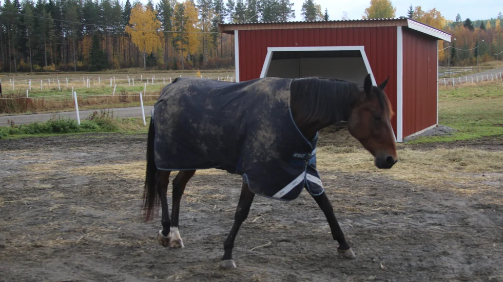 Skellefteåstjärnan Selmer IH har vunnit sex av sina senaste åtta starter. Övriga två har han blivit tvåa. Selmer IH vann gulddivisionen i finska V75 Uleåborg lördag eftermiddag.