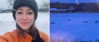 Skulle koppla av i stugan – fick besök av elva vargar • Lina, 34, och familjen chockade: "Overkligt" ✔ Se filmen