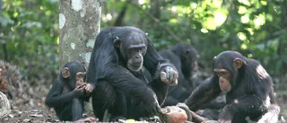 Uppståndelsen över chimpanserna på Furuvik